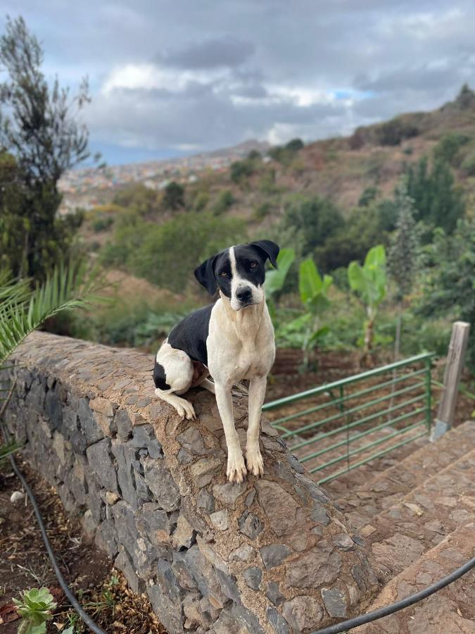 Finca Rural House Tenerife Relax And Enjoy Santa Úrsula Eksteriør bilde