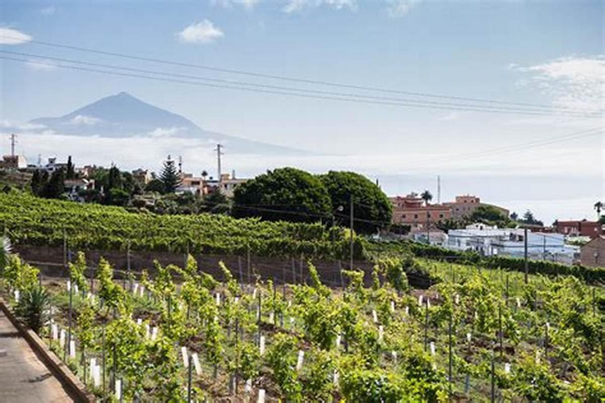 Finca Rural House Tenerife Relax And Enjoy Santa Úrsula Eksteriør bilde